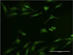 PIN/DLC8 Antibody (1H7), Novus Biologicals 0.1 mg | Buy Online | Novus Biologicals | Fisher Scientific