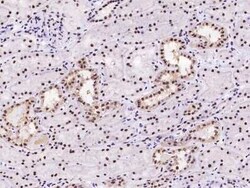 PIN4 Antibody, Novus Biologicals:Anticuerpos:Anticuerpos primarios