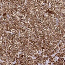 PINCH1/LIMS1 Antibody, Novus Biologicals 25 &mu;L, Unconjugated:Antibodies,