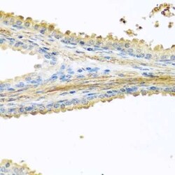 PIP Antibody - BSA Free, Novus Biologicals 0.02 mL; Unconjugated:Antibodies,