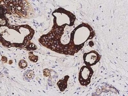 PIP Antibody, Novus Biologicals 100 &mu;g, Unconjugated:Antibodies, Polyclonal