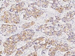 PIP Antibody, Novus Biologicals 50 &mu;g, Unconjugated:Anticorps, Polyclonal