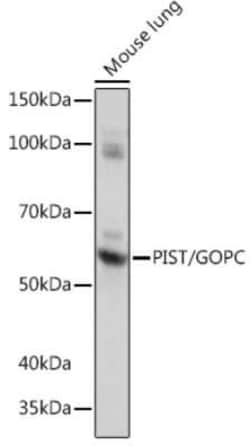 PIST Rabbit anti-Human, Mouse, Rat, Clone: 2B1P9, Novus Biologicals:Antibodies:Primary