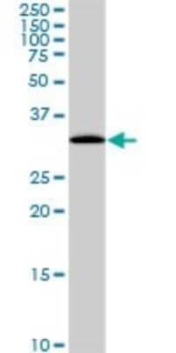 Novus Biologicals PITPN Antibody (4G10), Novus Biologicals 0.1 mg | Buy Online | Novus Biologicals&trade; | Fisher Scientific