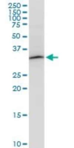 Novus Biologicals PITPN Antibody (4G10), Novus Biologicals 0.1 mg | Buy Online | Novus Biologicals&trade; | Fisher Scientific