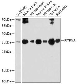 PITPN Antibody - Azide and BSA Free, Novus Biologicals 0.1 mL; Unconjugated:Antibodies,