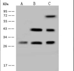 PITPNC1 Antibody, Novus Biologicals:Antibodies:Primary Antibodies