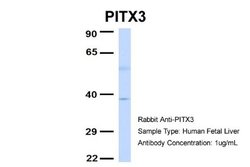PITX3 Rabbit anti-Human, Polyclonal, Novus Biologicals 0.1ml; Unconjugated:Antibodies,