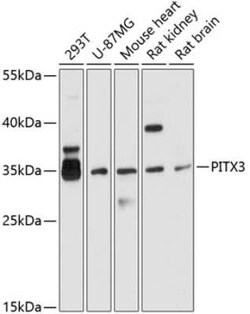PITX3 Antibody - BSA Free, Novus Biologicals 0.02 mL; Unconjugated:Antibodies,