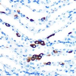 PIWIL1/HIWI Rabbit anti-Mouse, Rat, Clone: 0H5A4, Novus Biologicals:Antibodies:Primary