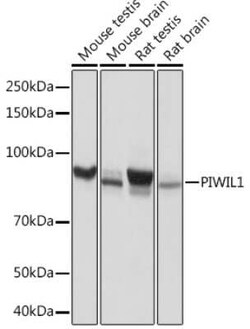 PIWIL1/HIWI Rabbit anti-Mouse, Rat, Clone: 0H5A4, Novus Biologicals:Antibodies:Primary