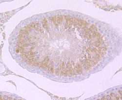 PIWIL1/HIWI Rabbit anti-Human, Mouse, Rat, Clone: JU35-12, Novus Biologicals