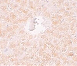 PIWIL1/HIWI Antibody - BSA Free, Novus Biologicals 0.1 mg; Unconjugated:Antibodies,