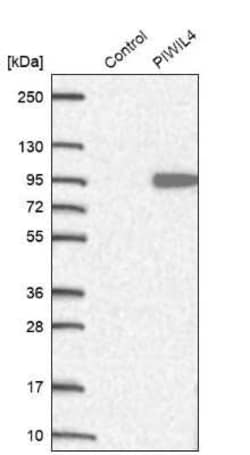 PIWIL4 Antibody, Novus Biologicals 0.1 mL | Buy Online | Novus Biologicals | Fisher Scientific