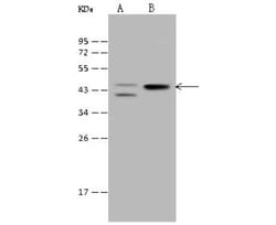 PKA C alpha Antibody, Novus Biologicals:Antibodies:Primary Antibodies