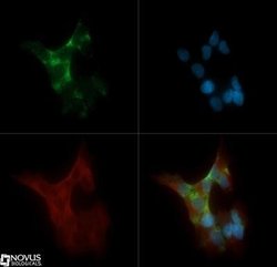 PKC alpha Antibody (MC5) - Azide and BSA Free, Novus Biologicals 0.1 mL;