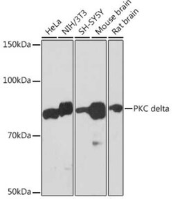 PKC delta Rabbit anti-Human, Mouse, Rat, Clone: 7I5U6, Novus Biologicals 100 &mu;g | Buy Online | Novus Biologicals | Fisher Scientific