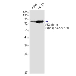 PKC delta, p Ser299 Antibody (S06-4A5), Novus Biologicals:Antibodies:Primary