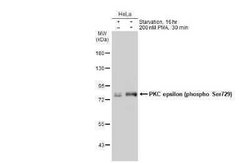 PKC epsilon, p Ser729 Antibody, Novus Biologicals 100 &mu;g | Buy Online | Bio-Techne | Fisher Scientific