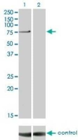 PKC iota Antibody (1G11), Novus Biologicals 0.1 mg | Buy Online | Novus Biologicals | Fisher Scientific
