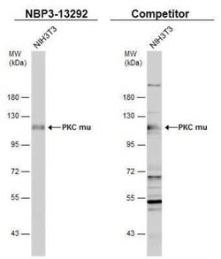 PKC mu Antibody, Novus Biologicals 100 &mu;g; Unconjugated:Antibodies,
