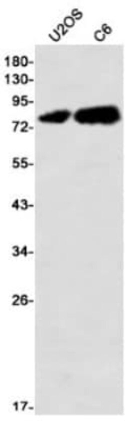 PKC theta Antibody (S05-5I4), Novus Biologicals 100 &mu;g; Unconjugated:Antibodies,