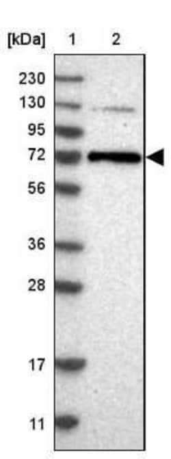 PKC zeta Antibody, Novus Biologicals:Antibodies:Primary Antibodies
