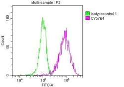 PKM2 Antibody (7B2), Novus Biologicals 100 &mu;g | Buy Online | Bio-Techne | Fisher Scientific
