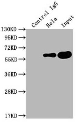 PKM2 Antibody (7B2), Novus Biologicals 100 &mu;g | Buy Online | Bio-Techne | Fisher Scientific