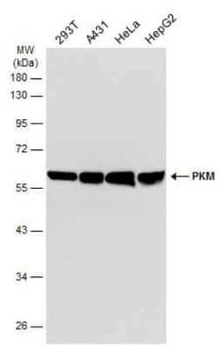 PKM2 Antibody (GT1810), Novus Biologicals 100 &mu;g; Unconjugated:Antibodies,