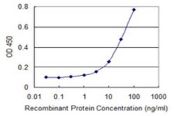 PKMYT1 Antibody (2A3), Novus Biologicals 0.1 mg | Buy Online | Novus Biologicals | Fisher Scientific