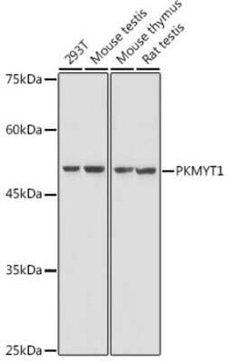 PKMYT1 Rabbit anti-Human, Mouse, Rat, Polyclonal, Novus Biologicals 100 &mu;g | Buy Online | Novus Biologicals | Fisher Scientific