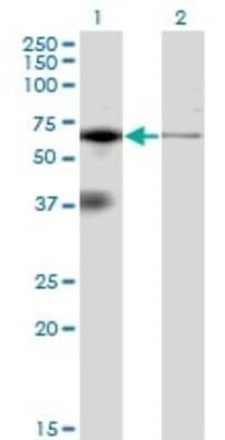 PKR Antibody (1D11), Novus Biologicals 0.1 mg | Buy Online | Novus Biologicals | Fisher Scientific