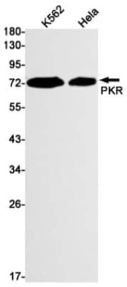 PKR Antibody (S08-2C8), Novus Biologicals 100 &mu;g; Unconjugated:Anticorps,