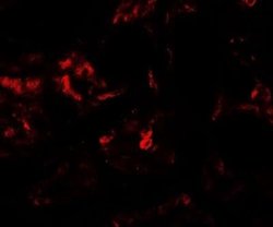 PLA1A Antibody - BSA Free, Novus Biologicals 0.1 mg; Unconjugated:Antibodies,