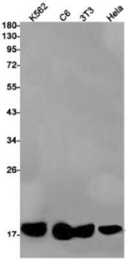 PLA2G2A Rabbit anti-Human, Mouse, Rat, Clone: S09-4F9, Novus Biologicals 25 &mu;g | Buy Online | Novus Biologicals | Fisher Scientific
