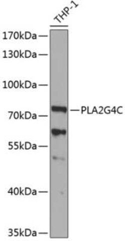 PLA2G4C Antibody - BSA Free, Novus Biologicals:Antibodies:Primary Antibodies