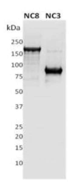 PLA2R1 Antibody (12-6-5) - Azide and BSA Free, Novus Biologicals 0.1 mL;