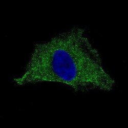 PLA2R1 Antibody (CL0474), Novus Biologicals 25 &mu;L, Unconjugated:Antibodies,