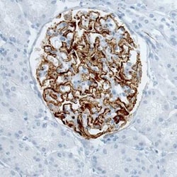 PLA2R1 Antibody (CL0474), Novus Biologicals 25 &mu;L, Unconjugated:Antibodies,
