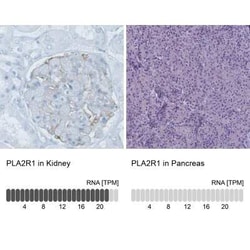 PLA2R1 Antibody (CL0474), Novus Biologicals 25 &mu;L, Unconjugated:Antibodies,