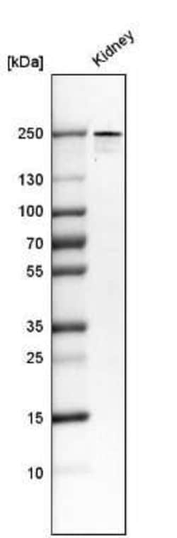 PLA2R1 Antibody (CL0474), Novus Biologicals:Antibodies:Primary Antibodies