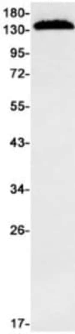 PLC-beta 1 Antibody (S03-6E6), Novus Biologicals:Antibodies:Primary Antibodies