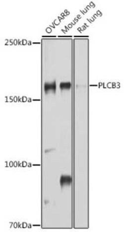 PLC-beta 3 Antibody - Azide and BSA Free, Novus Biologicals:Antibodies:Primary