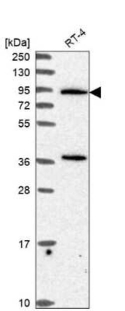PLC-delta 3 Antibody, Novus Biologicals 25 &mu;L | Buy Online | Novus Biologicals | Fisher Scientific