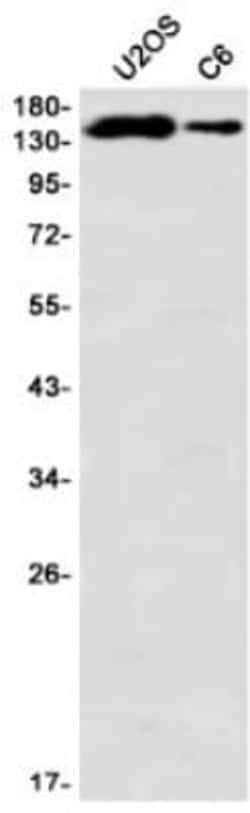 PLC-gamma 1 Antibody (S01-6B4), Novus Biologicals 100 &mu;g; Unconjugated:Antibodies,