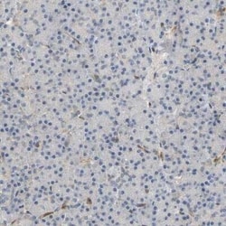 PLC-gamma 2 Antibody, Novus Biologicals:Antibodies:Primary Antibodies