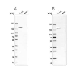 PLC-gamma 2 Antibody, Novus Biologicals:Antibodies:Primary Antibodies