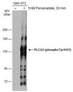 PLC-gamma 2, p Tyr1217 Antibody, Novus Biologicals 100 &mu;g; Unconjugated:Antibodies,