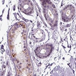 PLCH2 Antibody, Novus Biologicals:Antibodies:Primary Antibodies